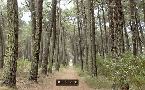Pontonx-sur-l'Adour. La forêt en débat  | Landes | Scoop.it