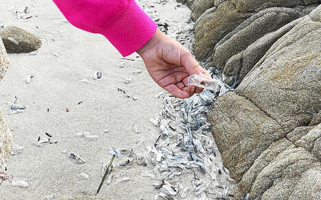 Physalies échouées ou pollution plastique ? Mystère sur des plages de Carnac / le 16.11.2025 | Pollution accidentelle des eaux (+ déchets plastiques) | Scoop.it