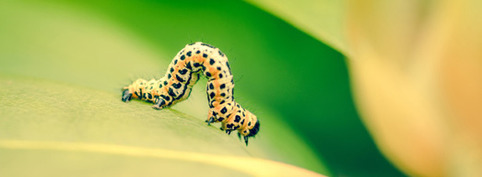 Les pistes pour rendre opérationnelle la stratégie nationale de la biodiversité | Veille territoriale AURH | Scoop.it