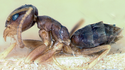 Une fourmi qui a une odeur de fromage ou de noix de coco moisie | EntomoNews | Scoop.it