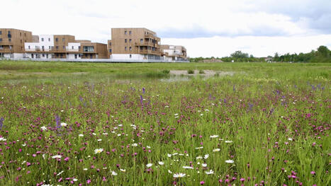 Face au stress hydrique, les semences sauvages représentent une solution d'avenir | SCIENCES DU VEGETAL | Scoop.it