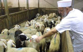 Castelferrus (82) L'abattage rituel de la fête du mouton | La Gazette des abattoirs | Scoop.it