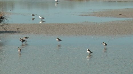 Oiseaux de Camargue: chasseurs d'images à l'affût   | Camargue Nature | Scoop.it