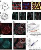 Integrated genetic and computation methods for in planta cytometry : Nature Methods : Nature Publishing Group | Plant Cell Biology and Microscopy | Scoop.it