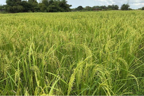 LIBERIA/NIGERIA: Liberia&rsquo;s Rice Revolution: Experts Say A Proven Model Offers Hope to Break Dependence on Imports and Reduce Hunger | SRI Global News-- January-April, 2026 -- System of Rice Intensification (SRI) | Scoop.it