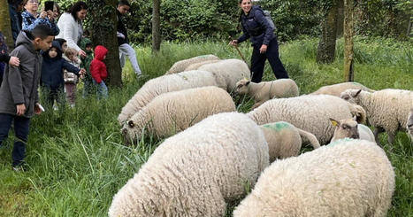 Saint-Priest. Bergerie Urbaine : quand les moutons débarquent en ville | Labo Cités - L'actualité de la politique de la ville en Auvergne-Rhône-Alpes | Scoop.it