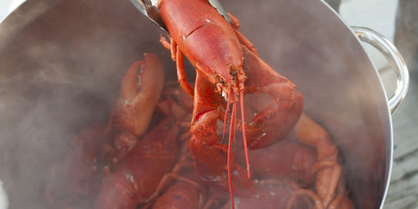 Les homards souffrent-ils lorsqu'on les plonge dans l'eau bouillante ? | EntomoNews | Scoop.it