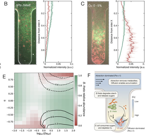 Oxygen gradients reshape cross-feeding through emergent spatial organization of gut commensal bacteria | brveco | RMH | Scoop.it