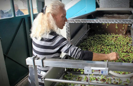 Bulk Exports from GREECE Help Fuel the ITALIAN Olive Oil Industry | CIHEAM Press Review | Scoop.it