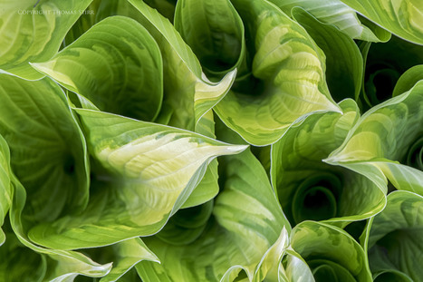 A morning walk with Nikon 1 J5 - Thomas Stirr Photography | Mirrorless Cameras | Scoop.it