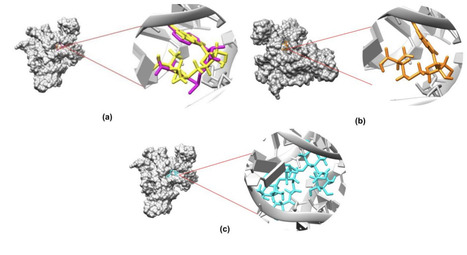 Conformational and molecular interactions of small molecules targeting the SAM-I riboswitch | brvbi | RMH | Scoop.it