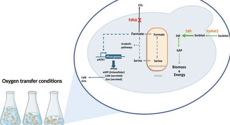 Sorbitol Uptake and Oxygen Transfer Shape AOX1 Promoter Induction in Formate Dehydrogenase-Deficient Komagataella phaffii | mbt | RMH | Scoop.it