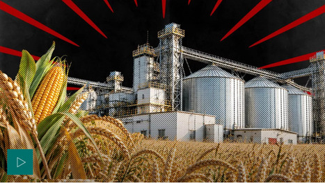 Vid&eacute;o (11') - OGM, royalties et Savane : Limagrain, le g&eacute;ant fran&ccedil;ais des semences | Revue de presse du Centre de doc | Scoop.it