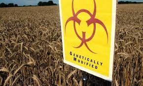 Monsanto’s Death Grip on Your Food | YOUR FOOD, YOUR ENVIRONMENT, YOUR HEALTH: #Biotech #GMOs #Pesticides #Chemicals #FactoryFarms #CAFOs #BigFood | Scoop.it
