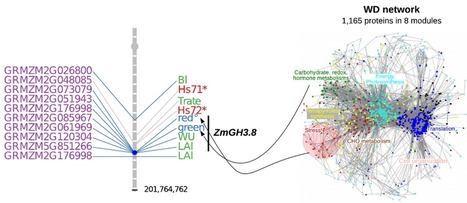 Tolérance à la sécheresse chez le maïs : de l'ADN aux phénotypes en passant par les protéines | Life Sciences Université Paris-Saclay | Scoop.it