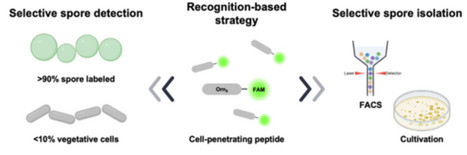 A Cell-Penetrating Peptide-Derived Fluorescent Probe for Selective Isolation of Bacterial Spores | mbt | RMH | Scoop.it