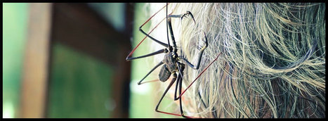 Women Entomologists Rock! | Rainforest CLASSROOM | Scoop.it