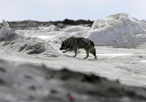 Obama veut &eacute;tendre les zones prot&eacute;g&eacute;es en Alaska | Biodiversit&eacute; | Scoop.it