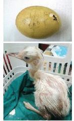 Cracked Egg Glued, and a Baby Rhea is Born! | No Such Thing As The News | Scoop.it