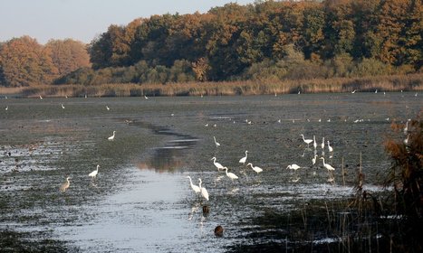 Une araignée extrêmement rare tisse sa toile autour du lac du Der | EntomoNews | Scoop.it