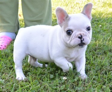 bully french bulldog for sale