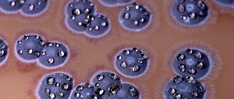 Une nouvelle mol&eacute;cule &agrave; activit&eacute; antibiotique et antitumorale d&eacute;couverte | Microbiologie | Scoop.it