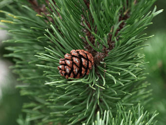 Laurifer? Mellifer? Conifer? &ndash; | Name News | Scoop.it