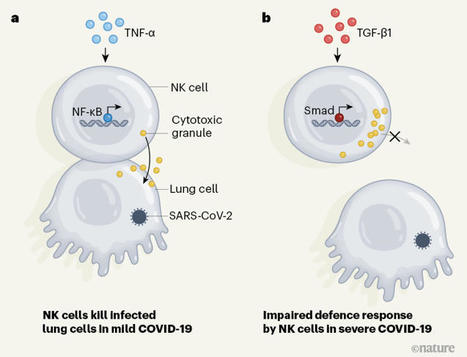 Clues that natural killer cells help to control COVID | Immunology | Scoop.it