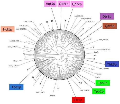 Molecular Evolution of the Drug:H+ Antiporter Family 1 in Pathogenic Candida Species | iBB | Scoop.it