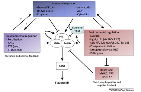 Master 2 Internship proposal (2021-2022) : Transcriptional Regulations of Flavonoid Gene Expression  (for a student already enrolled in a Master program in a French University!) | SEED-DREAM Lab info | Scoop.it