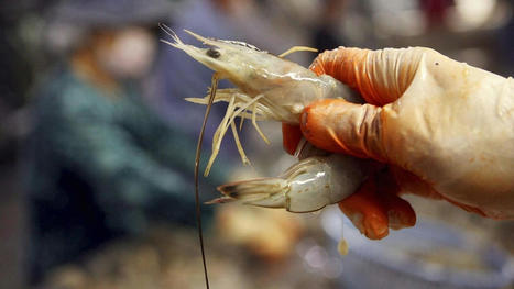 MAROC : le difficile travail des éplucheuses de crevettes  | AFRIQUES | Scoop.it