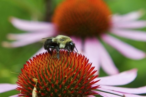 Congrès de l'American Chemical Society : Les venins d'abeille, de scorpion et de serpent lutteraient contre le cancer | EntomoNews | Scoop.it