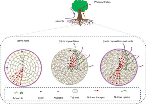 Root anatomy governs bi-directional resource transfer in mycorrhizal symbiosis | Plant-Microbe Symbiosis | Scoop.it