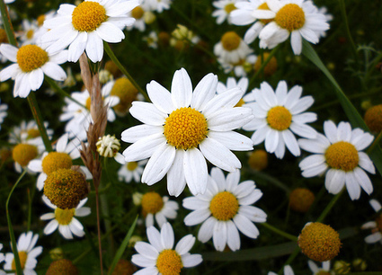 10 plantes pour trouver le sommeil | Santé par les plantes | Scoop.it