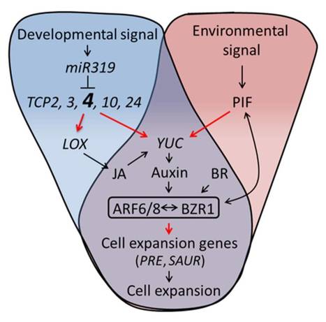 in Brief: Decoding the Molecular Network that Drives Hypocotyl Elongation | Plant Biology Teaching Resources (Higher Education) | Scoop.it