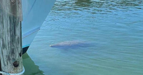 Manatee spotted in Virginia Beach&rsquo;s Rudee Inlet: &lsquo;Seems to be happening more and more these days&rsquo; | State and Regional News | fredericksburg.com | Soggy Science | Scoop.it