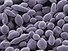 AM - Scientists to create world's first synthetic complex life form 27/05/2014 | Genetic Engineering in the Press by GEG | Scoop.it