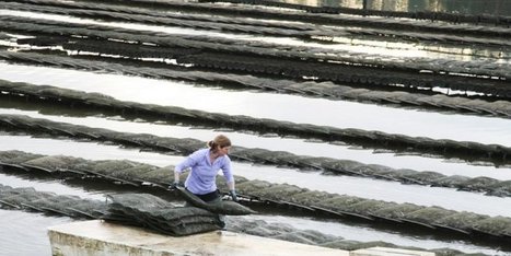 Landes : les huîtres du lac d'Hossegor interdites à la vente | Toxique, soyons vigilant ! | Scoop.it