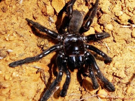 La plus vieille araignée du monde meurt à 43 ans | EntomoNews | Scoop.it