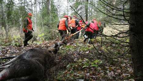 Hurja hirvenpääralli näivetystaudin torjumiseksi – metsästäjiltä toivotaan nyt tuhansia laihojen hirvien päitä | 1Uutiset - Lukemisen tähden | Scoop.it