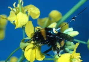 Flying Math: Bees Solve Traveling Salesman Problem | Dr. Goulu | Scoop.it