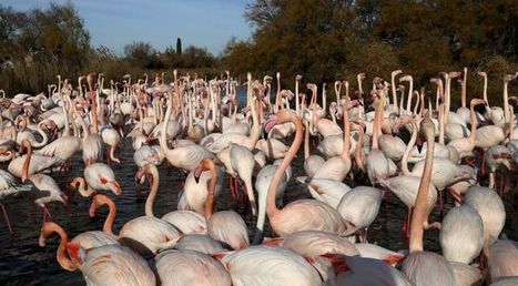 En Camargue, un baby boom de flamants roses - La Provence | Biodiversité | Scoop.it