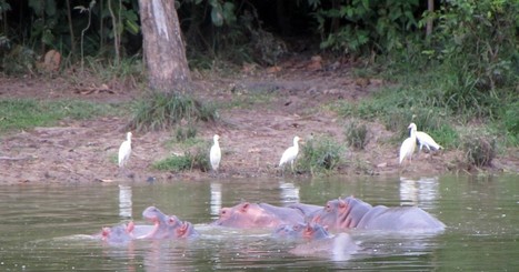 Chasing Colombia's 'cocaine hippos' | Coastal Restoration | Scoop.it