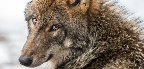 Un loup abattu dans les Alpes-de-Haute-Provence | Loup | Scoop.it
