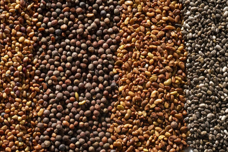 Lo&iuml;c Lepiniec: an architect of plant biology, from genomes to seeds | SEED-DREAM Lab info | Scoop.it