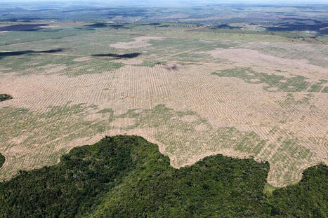 La déforestation tropicale causerait 28 000 morts de chaleur par an | Toxique, soyons vigilant ! | Scoop.it