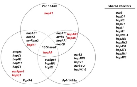 MPMI: The molecular basis of host specialization in bean pathovars of Pseudomonas syringae | Plant Pathogenomics | Scoop.it