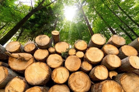 AIMCo, BCI, PSP to affiliate TimberWest, Island Timberlands | Timberland Investment | Scoop.it