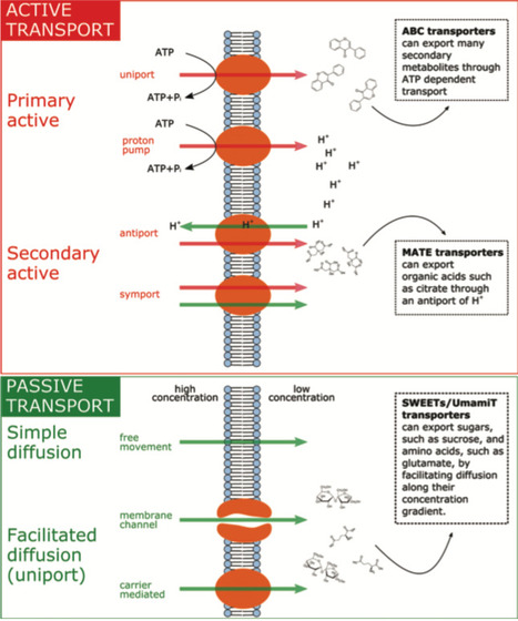 Root Exudation of Primary Metabolites: Mechanisms and Their Roles in Plant Responses to Environmental Stimuli | RMH | Scoop.it