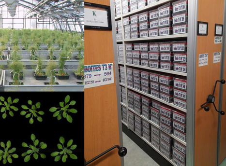 FOCUS PLATEFORME : Le Centre de Ressources Biologiques (CRB) Arabidopsis de l&rsquo;Observatoire du V&eacute;g&eacute;tal &agrave; l&rsquo;INRAE de Versailles : des ressources g&eacute;n&eacute;tiques uniques | Life Sciences Universit&eacute; Paris-Saclay | Scoop.it
